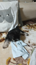 川俣幸子ブリーダーからお迎えしたミニチュアシュナウザー：ルイくん