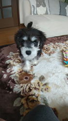 川俣幸子ブリーダーからお迎えしたミニチュアシュナウザー：ルイくん