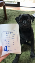 松原智子ブリーダーからお迎えしたパグ：八兵衛くん