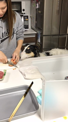 安部啓子ブリーダーからお迎えしたボルゾイ：あずきくんくん