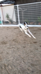 安部啓子ブリーダーからお迎えしたボルゾイ：あずきくんくん