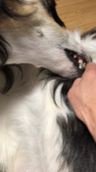 安部啓子ブリーダーからお迎えしたボルゾイ：あずきくんくん