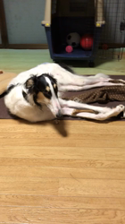 安部啓子ブリーダーからお迎えしたボルゾイ：あずきくんくん