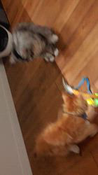 森長美海ブリーダーからお迎えしたメインクーン：ケイちゃん