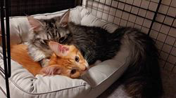 森長美海ブリーダーからお迎えしたメインクーン：ケイちゃん