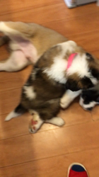 江部祥一郎ブリーダーからお迎えしたセントバーナード：Mollyちゃん