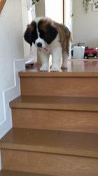 江部祥一郎ブリーダーからお迎えしたセントバーナード：Mollyちゃん