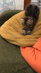 馬場真由美ブリーダーからお迎えしたスコティッシュフォールド：モナくん