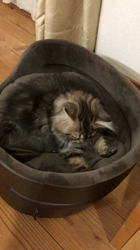 馬場真由美ブリーダーからお迎えしたスコティッシュフォールド：モナくん