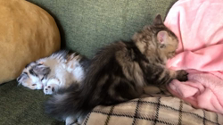 馬場真由美ブリーダーからお迎えしたスコティッシュフォールド：モナくん