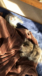 馬場真由美ブリーダーからお迎えしたスコティッシュフォールド：モナくん