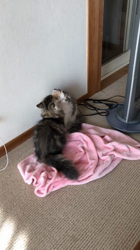 馬場真由美ブリーダーからお迎えしたスコティッシュフォールド：モナくん