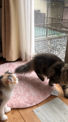 馬場真由美ブリーダーからお迎えしたスコティッシュフォールド：モナくん