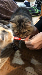 馬場真由美ブリーダーからお迎えしたスコティッシュフォールド：モナくん