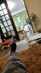 上田良子ブリーダーからお迎えしたチワワ(ロング)：こまめくん