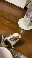 上田良子ブリーダーからお迎えしたチワワ(ロング)：こまめくん