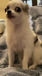 上田良子ブリーダーからお迎えしたチワワ(ロング)：こまめくん