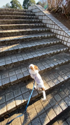 上田良子ブリーダーからお迎えしたチワワ(ロング)：こまめくん