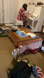 上田良子ブリーダーからお迎えしたチワワ(ロング)：こまめくん