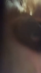 上田良子ブリーダーからお迎えしたチワワ(ロング)：こまめくん