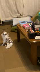 上田良子ブリーダーからお迎えしたチワワ(ロング)：こまめくん