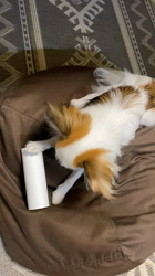 上田良子ブリーダーからお迎えしたチワワ(ロング)：こまめくん