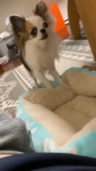 上田良子ブリーダーからお迎えしたチワワ(ロング)：こまめくん