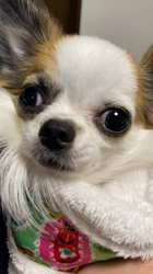 上田良子ブリーダーからお迎えしたチワワ(ロング)：こまめくん