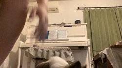 上田良子ブリーダーからお迎えしたチワワ(ロング)：こまめくん