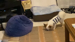 上田良子ブリーダーからお迎えしたチワワ(ロング)：こまめくん