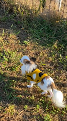 上田良子ブリーダーからお迎えしたチワワ(ロング)：こまめくん