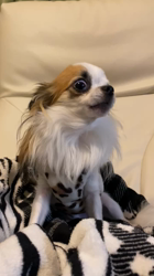 上田良子ブリーダーからお迎えしたチワワ(ロング)：こまめくん