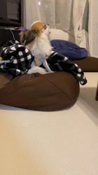 上田良子ブリーダーからお迎えしたチワワ(ロング)：こまめくん