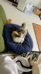 上田良子ブリーダーからお迎えしたチワワ(ロング)：こまめくん