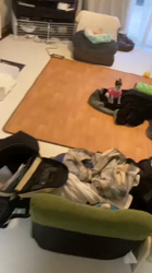 上田良子ブリーダーからお迎えしたチワワ(ロング)：こまめくん