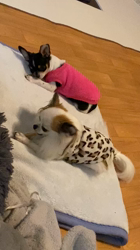 上田良子ブリーダーからお迎えしたチワワ(ロング)：こまめくん