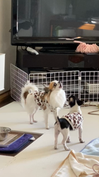 上田良子ブリーダーからお迎えしたチワワ(ロング)：こまめくん