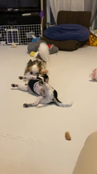 上田良子ブリーダーからお迎えしたチワワ(ロング)：こまめくん