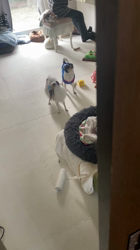 上田良子ブリーダーからお迎えしたチワワ(ロング)：こまめくん