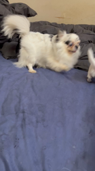 大江昇ブリーダーからお迎えしたチワワ(ロング)：シャルティアちゃん