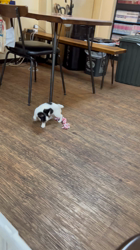 大江昇ブリーダーからお迎えしたチワワ(ロング)：シャルティアちゃん