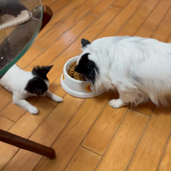 大江昇ブリーダーからお迎えしたチワワ(ロング)：シャルティアちゃん