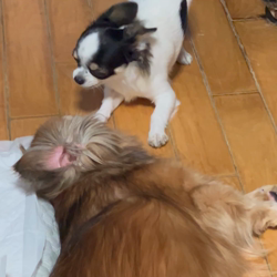 大江昇ブリーダーからお迎えしたチワワ(ロング)：シャルティアちゃん