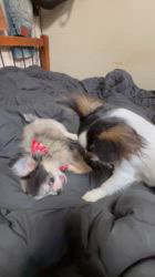 大江昇ブリーダーからお迎えしたチワワ(ロング)：シャルティアちゃん