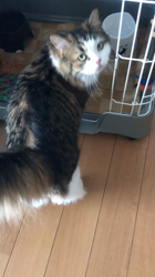 興津廣卓ブリーダーからお迎えしたスコティッシュフォールド：そーじろうくん