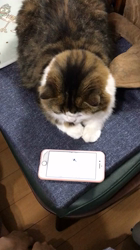 興津廣卓ブリーダーからお迎えしたスコティッシュフォールド：そーじろうくん