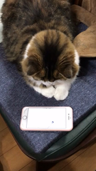 興津廣卓ブリーダーからお迎えしたスコティッシュフォールド：そーじろうくん