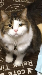 興津廣卓ブリーダーからお迎えしたスコティッシュフォールド：そーじろうくん