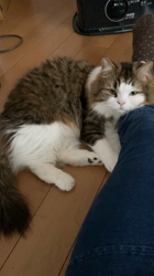 興津廣卓ブリーダーからお迎えしたスコティッシュフォールド：そーじろうくん