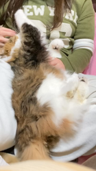 興津廣卓ブリーダーからお迎えしたスコティッシュフォールド：そーじろうくん